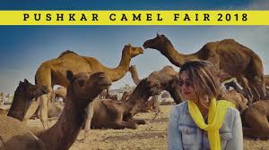 I paid 400 in the camel fair which i think included commission for my guide. Pushkar Mela 2018 Part 1 Largest Camel Gathering In The World Rajasthan Desigirl Traveller Youtube