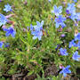 Profile Picture of Lithodora diffusa 'Grace Ward' (Gromwell) - Plants - Gardenia.neton Google