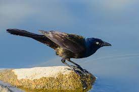 How to get rid of grackles at bird feeders. Coping With Grackles Birdwatching