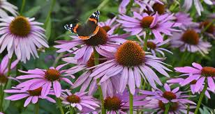 What flower attracts butterflies the most? Pairing Garden Plants With Butterflies My Garden Life