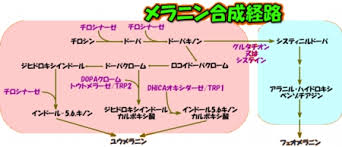 「メラニン 生成経路」の画像検索結果