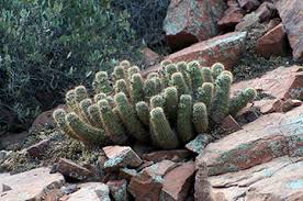 This is the easiest of methods for discovering the type of cacti you own. Cacti Desert Succulents Tonto National Monument U S National Park Service
