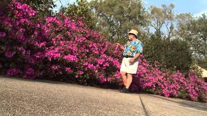 Image result for azalea hedge