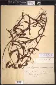 Image result for Persicaria meisneriana