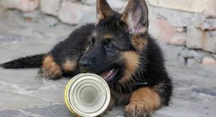 Best Dog Food For German Shepherd Puppy A Place For Animals