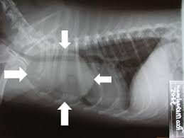 Pulmonary tumors that do develop in dogs are frequently malignant and require invasive surgery to correct. Animal Surgical Center Of Michigan Veterinarian In Flint Mi