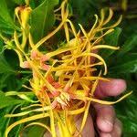 Image result for Strophanthus speciosus