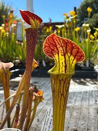 Image result for Rotheca aurantiaca