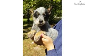 Very spoiled and he knows his name! Blue Australian Cattle Dog Blue Heeler Puppy For Sale Near Orlando Florida 0ccc679b 3eb1