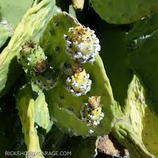 Many cacti, when they're actively growing and healthy, produce a cottony fibrous down. White Stuff On My Cactus Rick S Hobby Garage