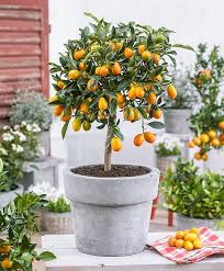 Target/patio & garden/indoor ceramic planter pots (1132)‎. 5 Best Citrus Trees For Containers Growing Citrus In Pots Balcony Garden Web