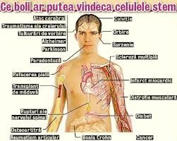 Tratament pe bază de celule stem vegetale pentru păr mai puternic. Ce Pot Face Si Ce Nu Celulele Stem