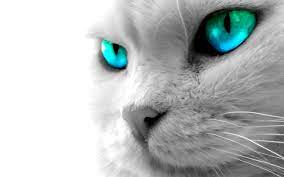 If there is no picture in this collection that you like, also look at other collections of backgrounds on our site. Animals Wallpapers 58 Best Animals Wallpapers And Images On Wallpaperchat