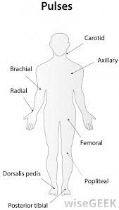 Maybe you would like to learn more about one of these? What Is A Posterior Tibial Pulse With Pictures