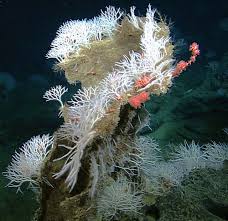 Image result for Subularia monticola