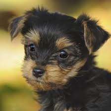 Teacups, puppies & boutique® specializes in teacup & toy puppies since 1999! Yorkshire Terrier Puppies For Sale Breeders In Chicago Il