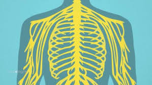 This chapter is divided into three main sections: How The Nervous System Works Cnn Video