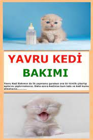 kedi bakimi panosundaki pin