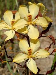 Image result for Wachendorfia