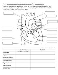 Menschliches Herz Diagramm Arbeitsblatt Worksheetdbt Worksheetdrawing Worksheet Mit Bildern Anatomie Und Physiologie Wissenschaft Biologie Medizin Studieren