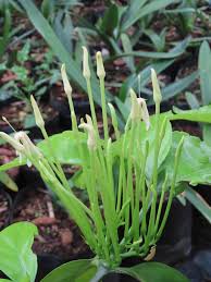 Image result for Oxyanthus pyriformis