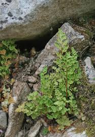 Image result for Anogramma leptophylla