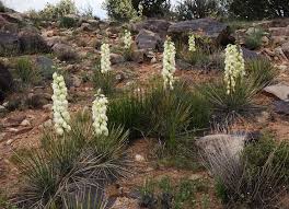 The dried stem of the plant is an excellent choice for. Southwest Colorado Wildflowers Yucca Angustissima And Harrimaniae