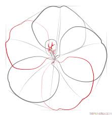How To Draw A Hibiscus Flower Step By Step Drawing Tutorials For Kids And Beginners Flower Drawing Hibiscus Flower Drawing Plant Drawing