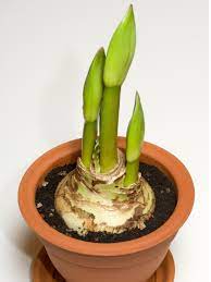 Cover the drainage hole with a square of mesh screen to keep soil from escaping. Amaryllis Offsets Propagating An Amaryllis Bulb From Amaryllis Bulblets