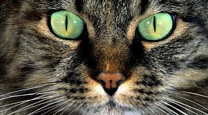 Se vuoi sapere quando si celebra una giornata mondiale la trovi su giornatamondiale.it. 8 Agosto Giornata Internazionale Del Gatto