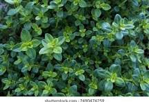 198+ Thousand Thyme Herb Royalty-Free Images, Stock Photos & Pictures | Shutterstock