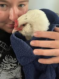 What could have caused a chicken's death?