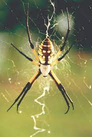 They construct elaborate orb webs, with bright white hi jerry: Black Yellow Garden Spiders Control Of Argiope Aurantia