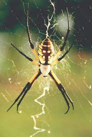 Being an orb weaver, spiders in the genus argiope spp. Black Yellow Garden Spiders Control Of Argiope Aurantia