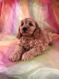 Mini goldendoodle puppies available a few times a year. Iowa And Minnesota Breeders With Mini Goldendoodles Available