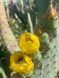 Image result for Clutia robusta