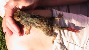 A chipmunk narrowly escaped certain death on wednesday (june 16) when andy williams , the the every time i die member shared the story in a few short sentences. We Found A Drowning Chipmunk In Our Pond