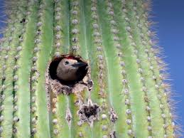 There are some species of cactus that live in the rainforest. Cactus San Diego Zoo Animals Plants