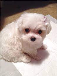 Cl portland > for sale by owner. Maltese Puppies For Sale Portland Oregon