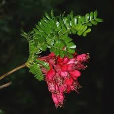 Image result for Schotia afra