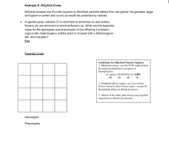 Punnett squares like this also help us see certain patterns of inheritance. Solved Example 2 Dihybrid Cross Dihybrid Crosses Use Pun Chegg Com