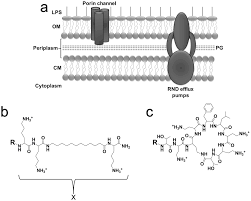 Sensitization Of Gram Negative Bacteria To Rifampin And Oak Combinations Scientific Reports