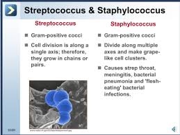 Ch 10 The Prokaryotic Domain Bacteria Gram Low G C Disease Phylum Firmicutes Class Bacilli Genera Staphylococcus Species Staphylococcus Aureus Part 2 Flashcards Quizlet