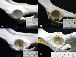 Kopeklerde Osteoartrit Belirtileri Nedenleri Ve Tedavisi Patipedia