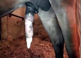 Midilli Porno Videolar Hayvanlarla Cinsel Iliski At Siktir Et En Populer Sayfa 1