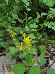 Image result for Corydalis