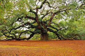 Old is Beautiful, A list of the World's Oldest Trees - Rennie Bros Tree  Removal