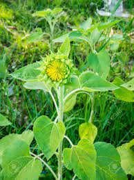 Check spelling or type a new query. Sunflower Bud Young Or Baby Sunflower Stock Photo Picture And Royalty Free Image Image 73324816