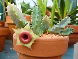 Image result for Huernia erectiloba