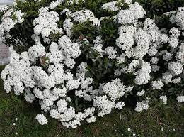 Apr 15, 2020 · for these shrubs, rejuvenation pruning works by bringing out a new, young shrub from its mature base. Pruning Viburnums When And How To Prune Viburnum